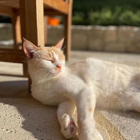 Holiday home Paralia Homes Peaceful 2 Bedroom, Unit # 2 Kriopigi